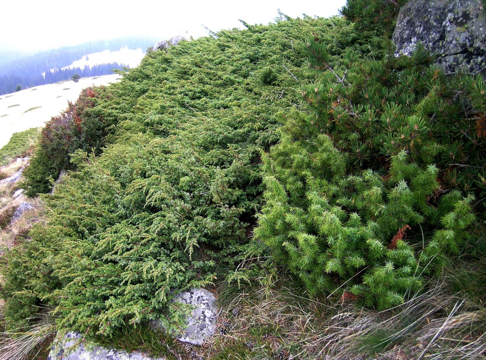 Juniperus communis 'Anna Maria'